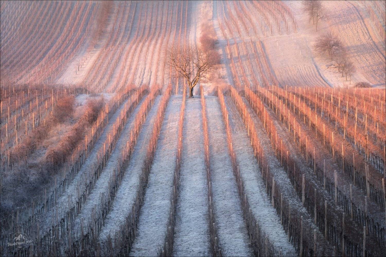 чехия, южная моравия, зима, вишня, czech, south moravia, winter, cherry, Влад Соколовский