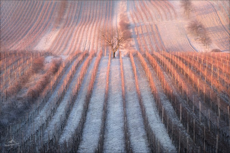чехия, южная моравия, зима, вишня, czech, south moravia, winter, cherry ЗИМНЯЯ ВИШНЯ фото превью