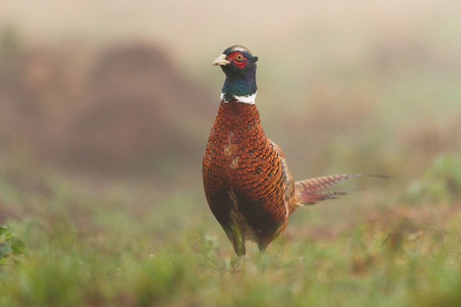 , Janina J?drzejewska-Szombara