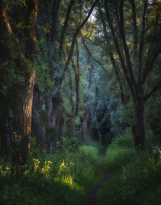 Тайна ивовой аллеи. . . фото превью