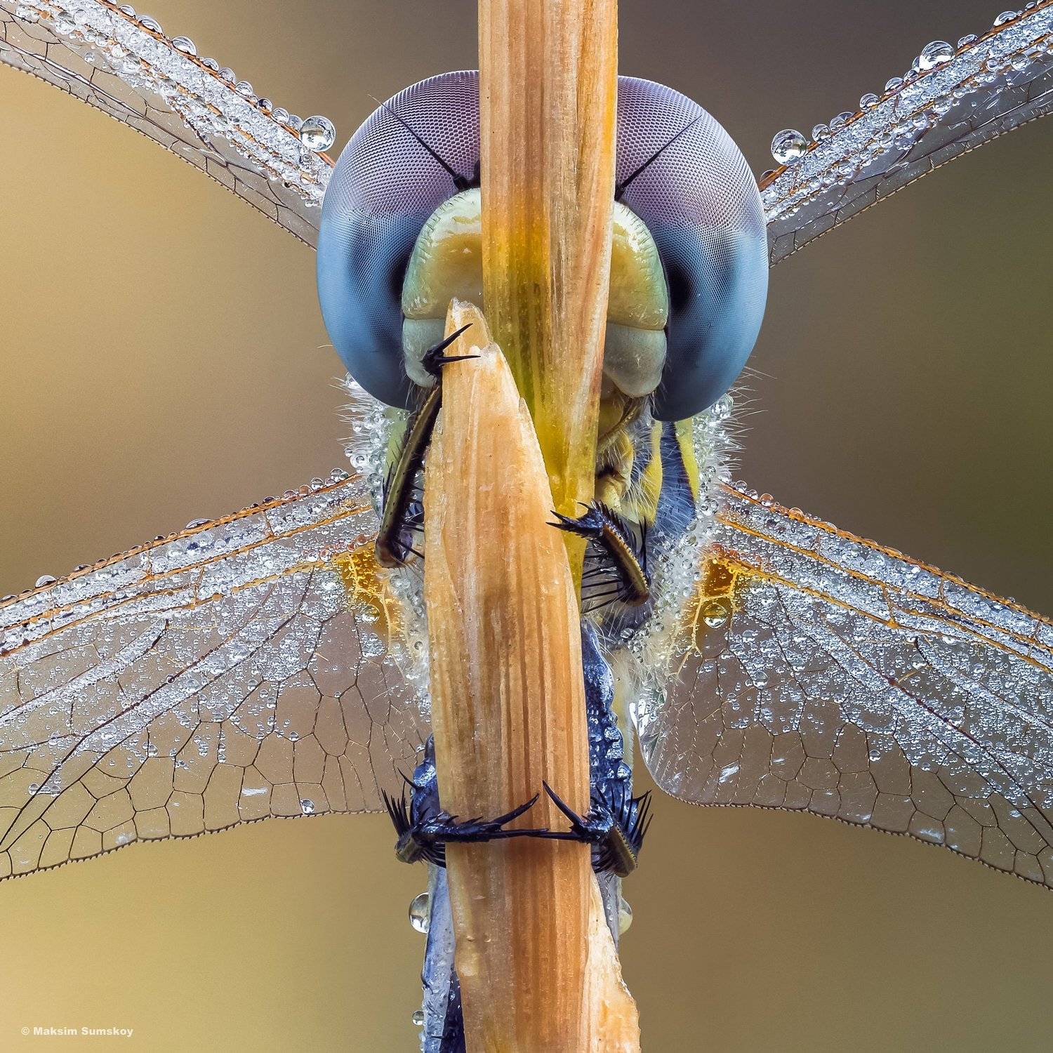 утро, роса ,стекинг,стрекоза,вега-11у, Максим Сумской
