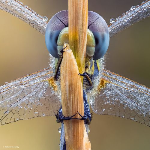 V