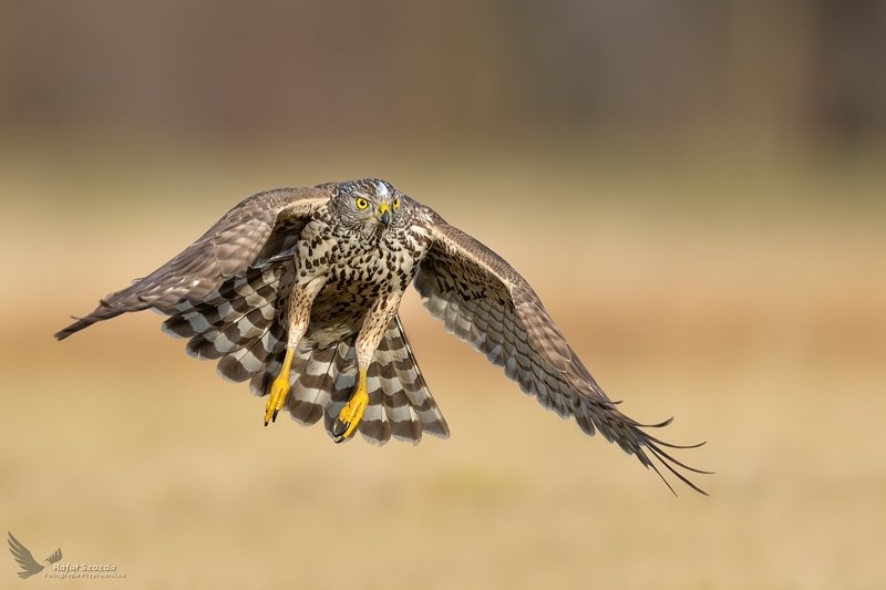 Jastrząb, Northern Goshawk (Accipiter gentilis) ... 2020r фото превью