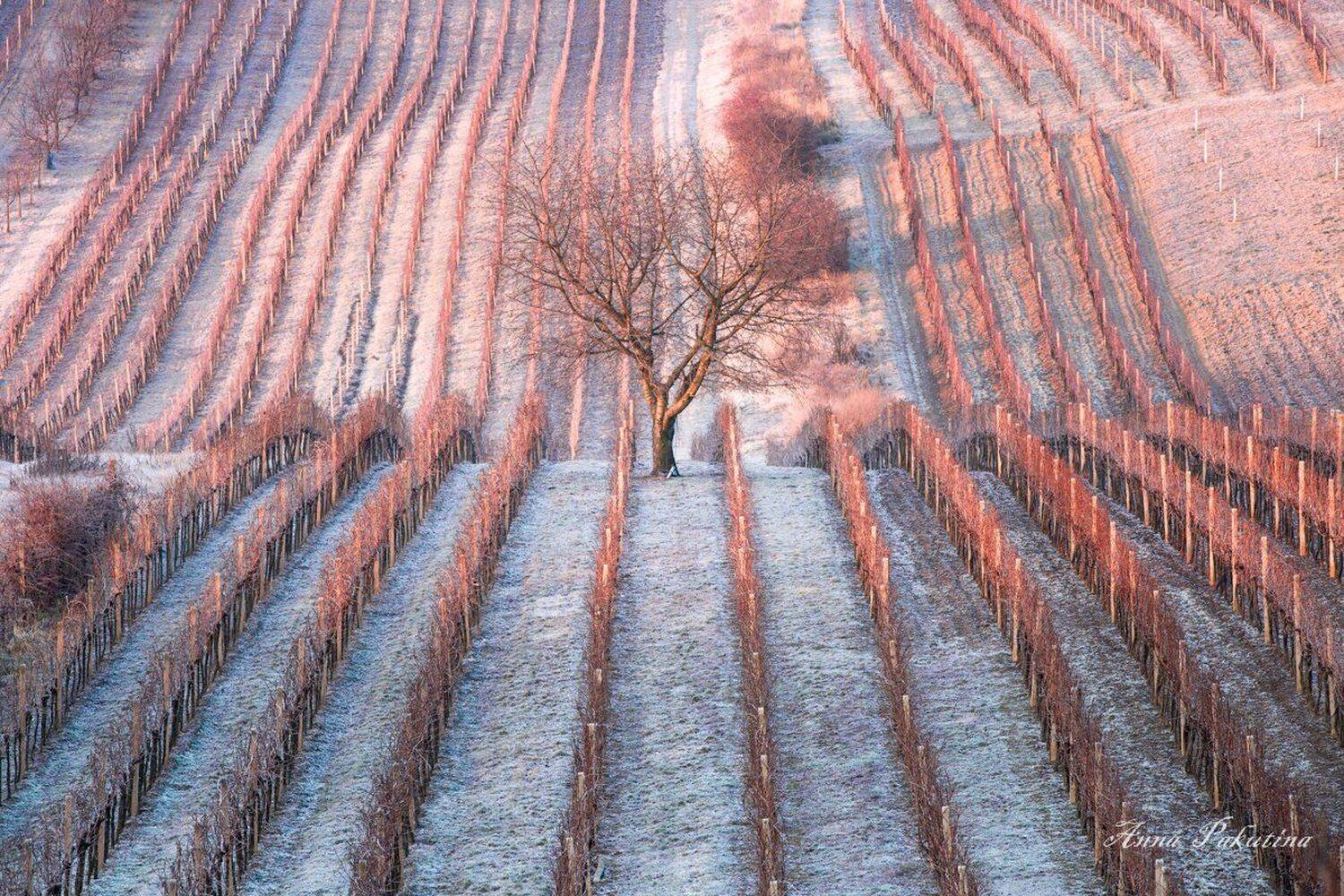 , Анна Пакутина