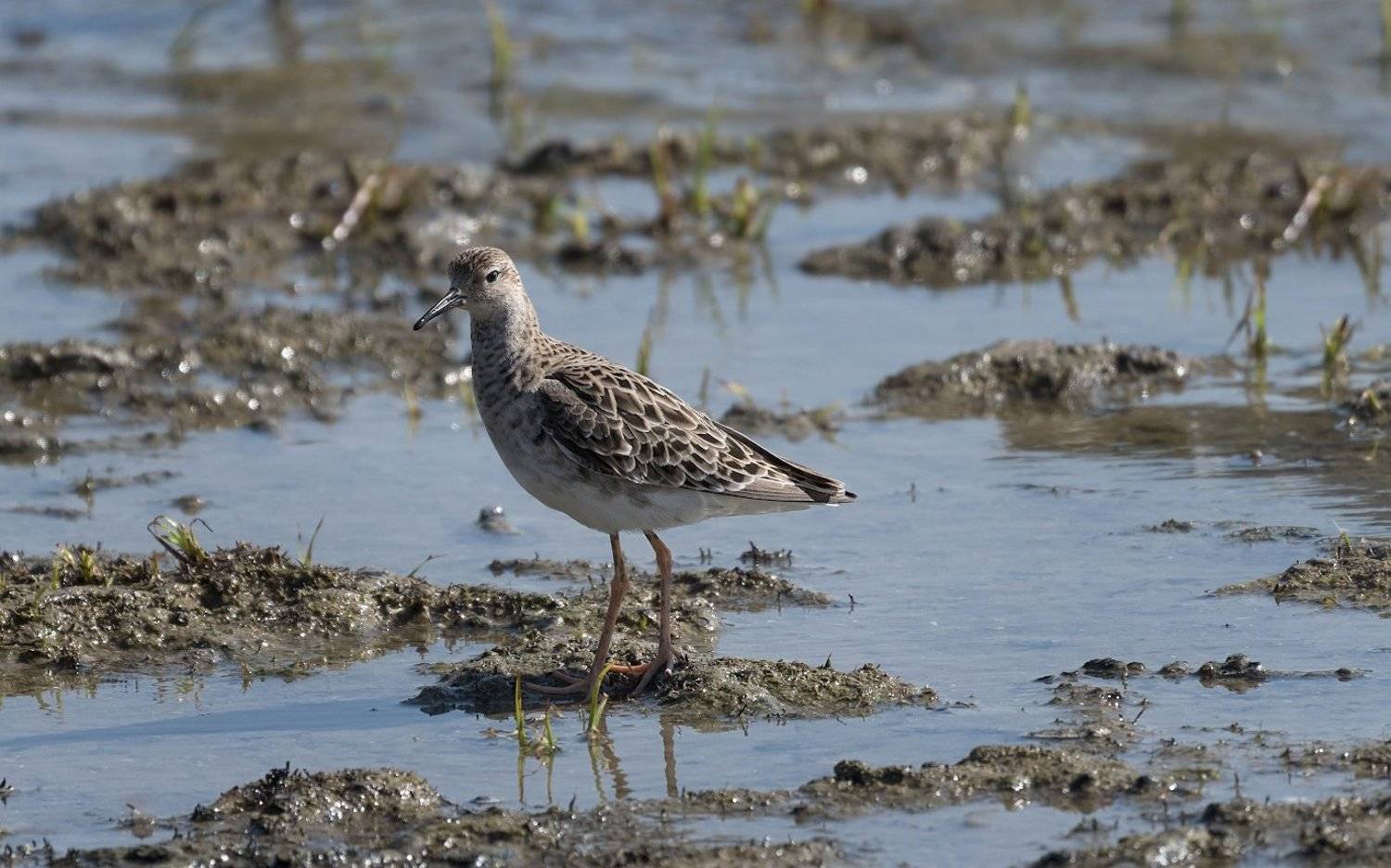 природа, вода, птицы, кулик, Александр Смолкин