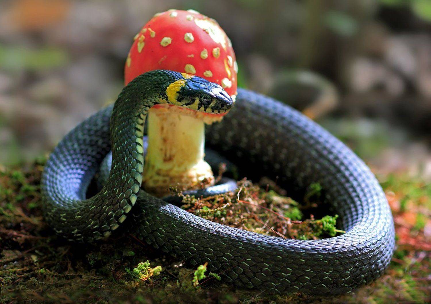 , Галина Горькавая