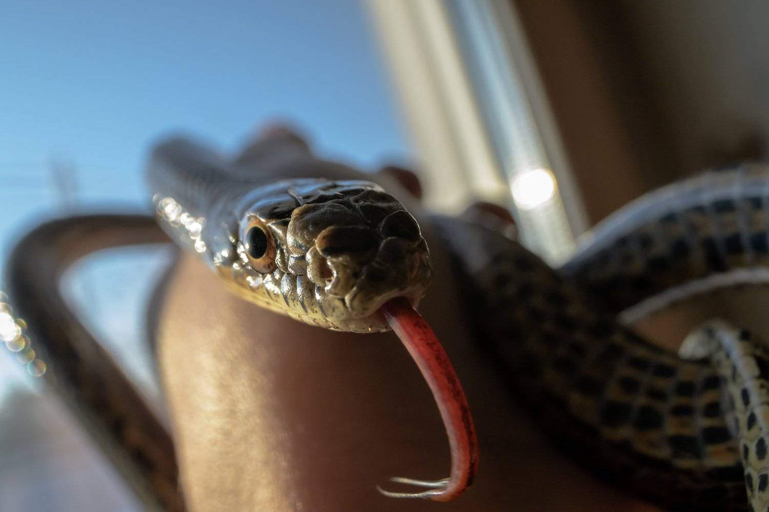 узорчатый полоз, змея, рептилия, язык змеи, Elaphe dione, широкоугольный объектив, питомец, Ксения Соварцева