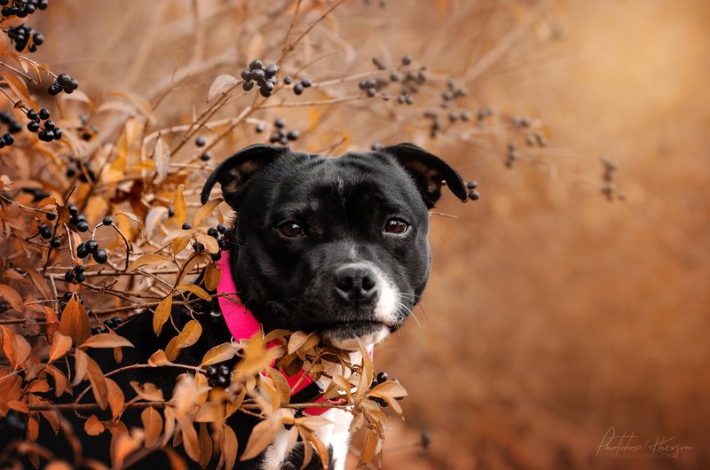 осень, портрет, движение, собака, анималистика Беста фото превью