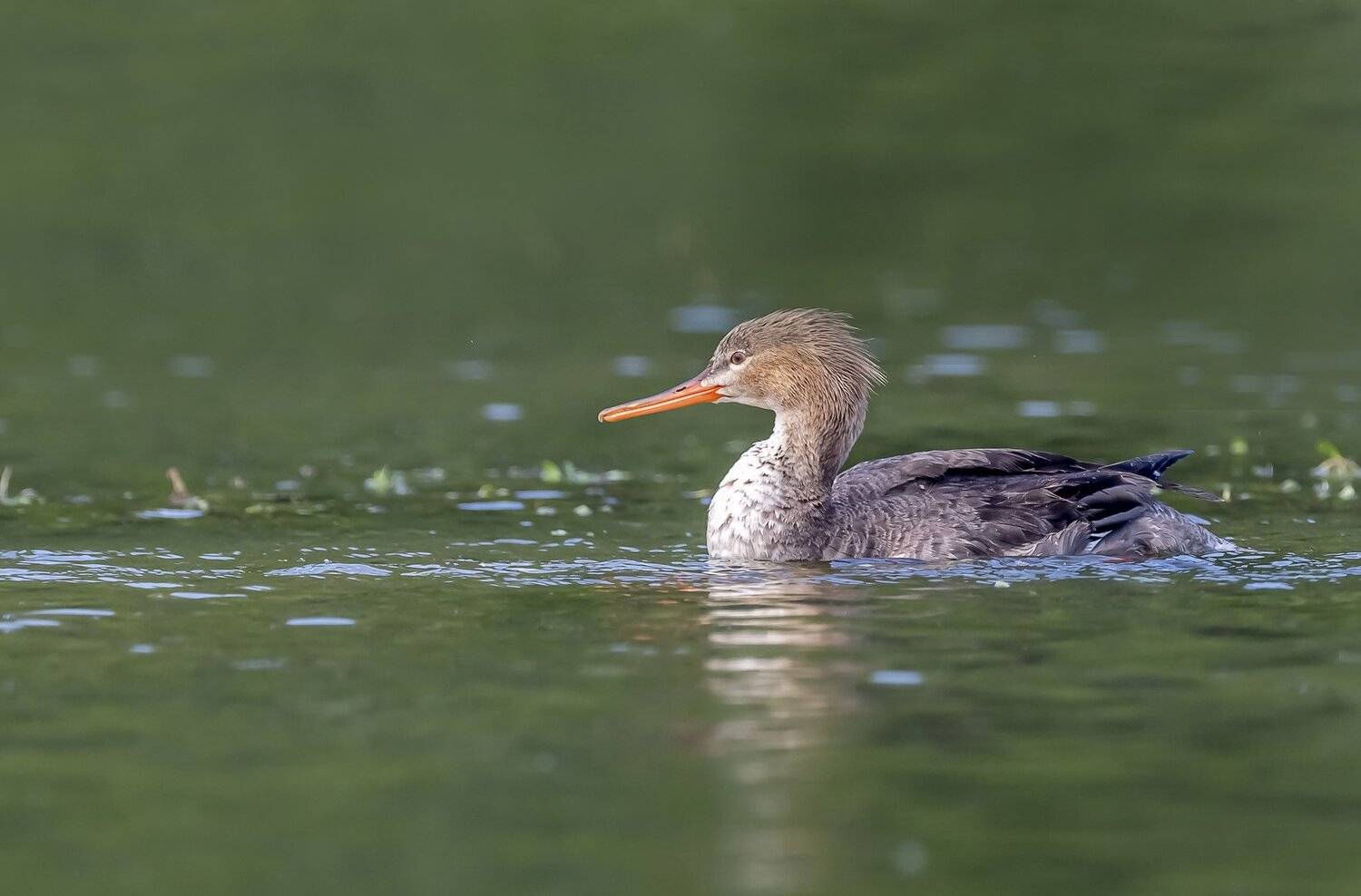, Fernando Burgalin Sequeira