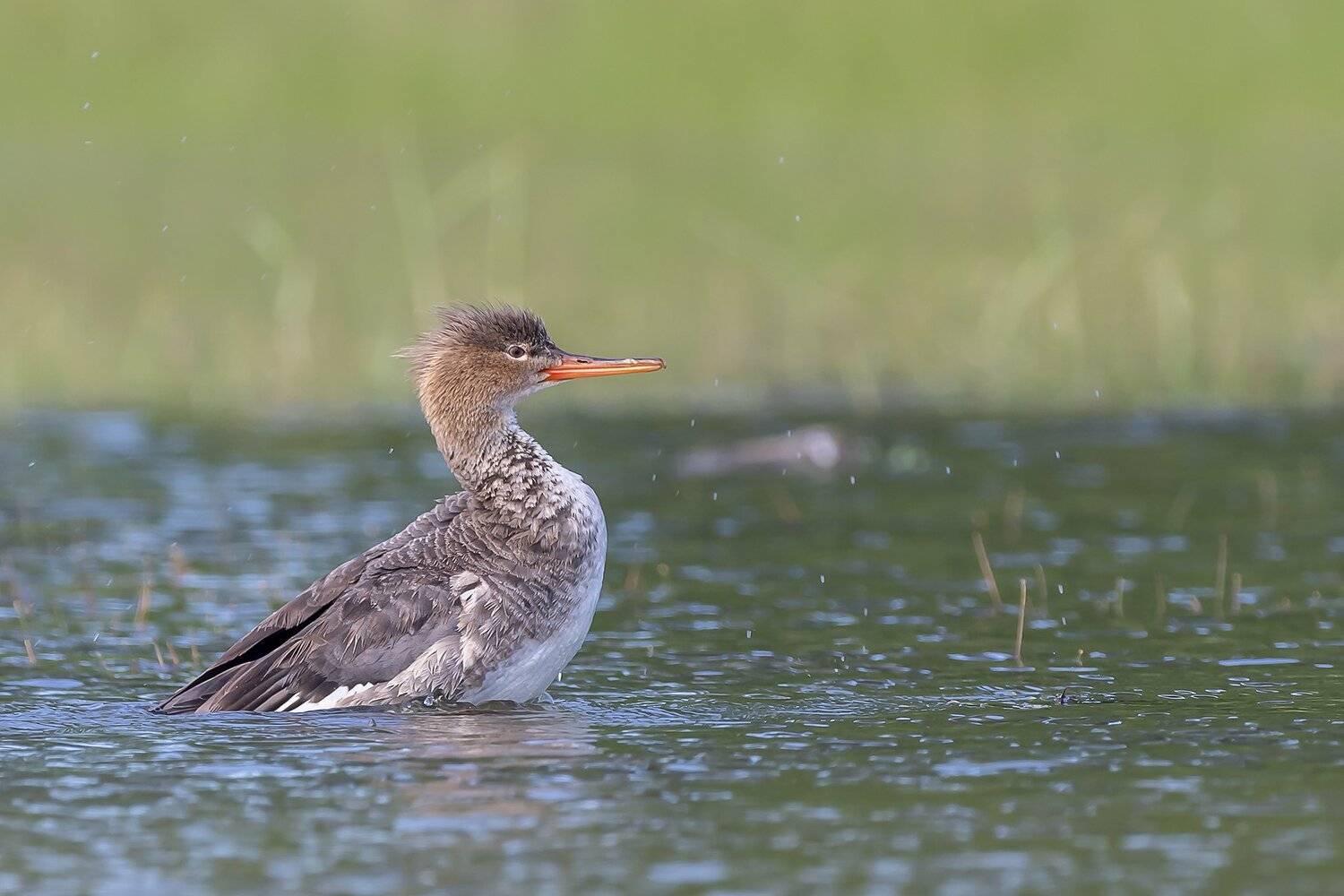 , Fernando Burgalin Sequeira