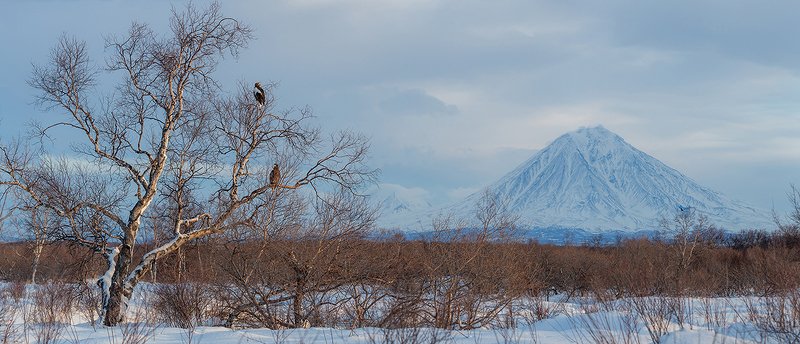 камчатка, орел, природа, путешествие, фототур, пейзаж, зима На страже вулкана фото превью