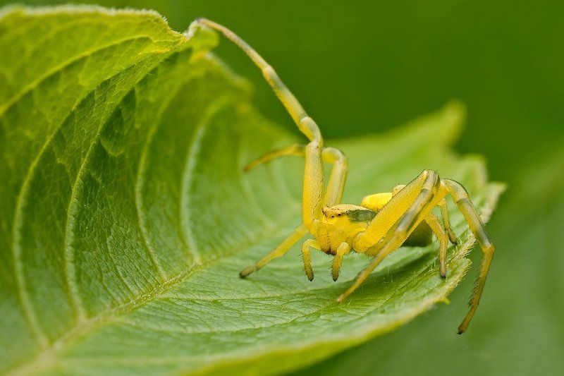 luzak фото превью