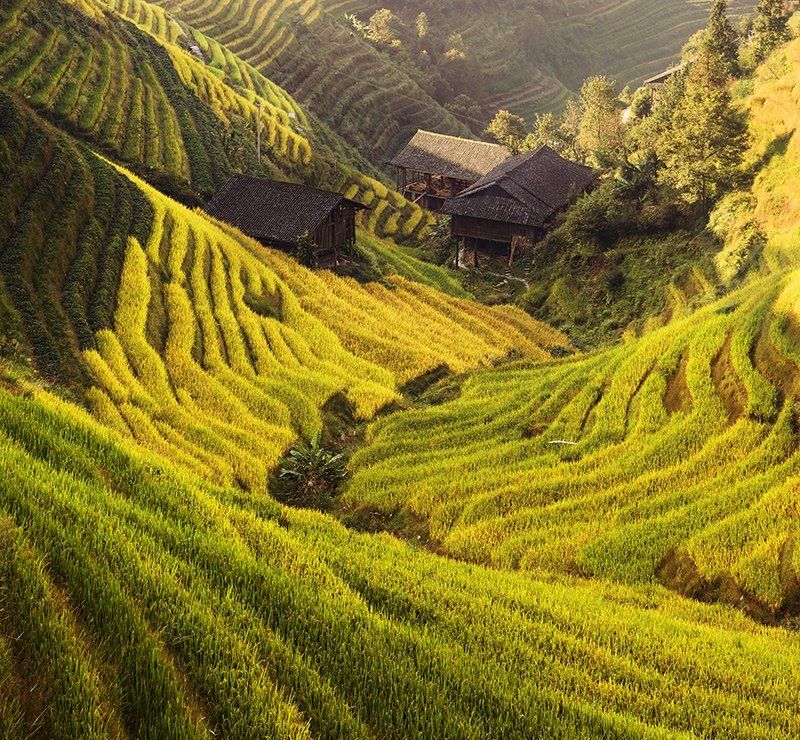 guilin, ping\\\'an, rice, terrace Green waves. фото превью