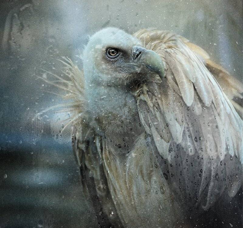 , Светлана Мелик-Нубарова