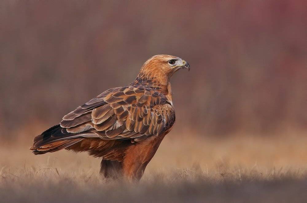 , Стефан Дянков