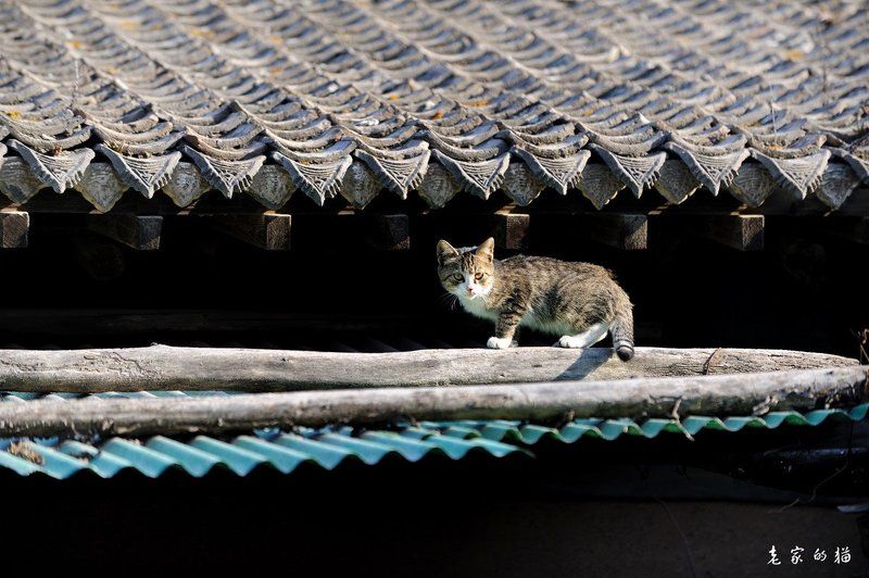 cat фото превью