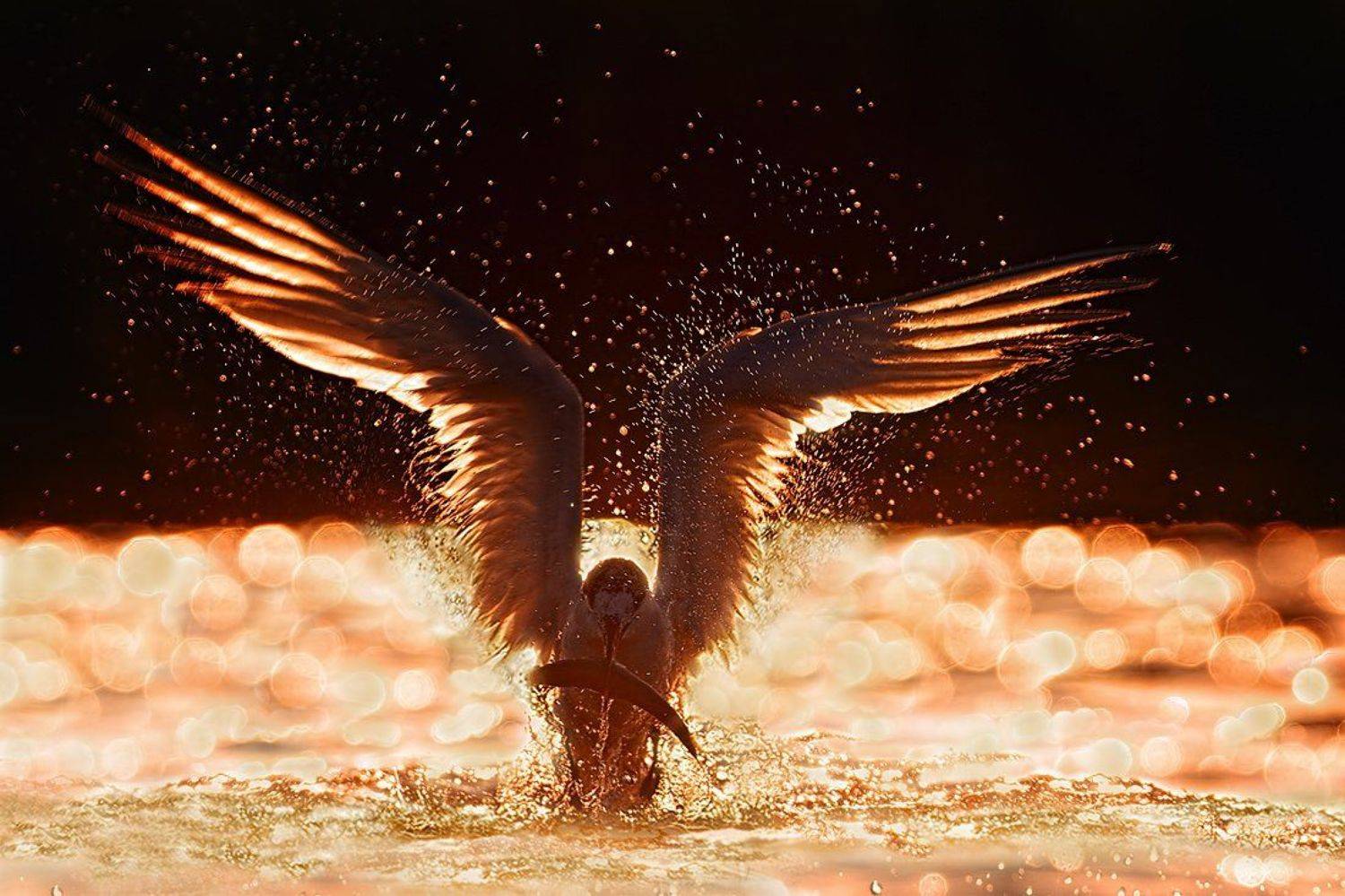 гривеста рибарка ,пестроносая крачка, sandwich tern, thalasseus sandvitsensis, Евгени Стефанов