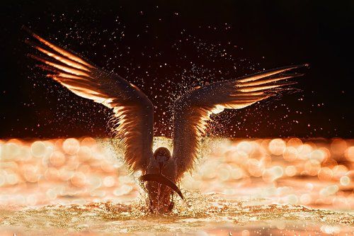 Пестроносая крачка подсветкой