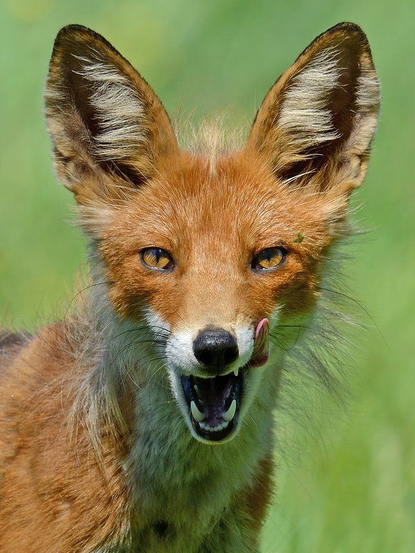 обыкновенная, лисица Лисий портрет фото превью