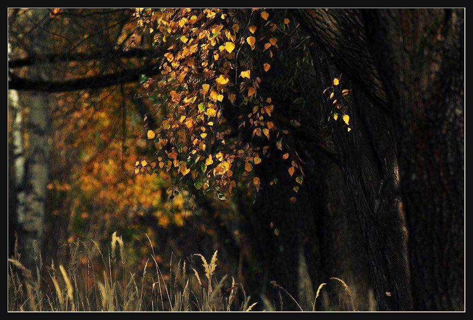 , Октай Гусейнов