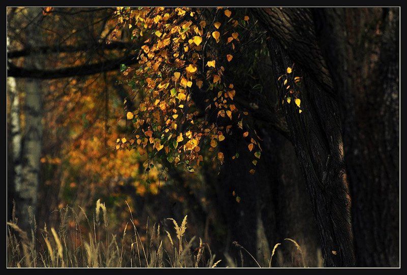 Пучок осени фото превью