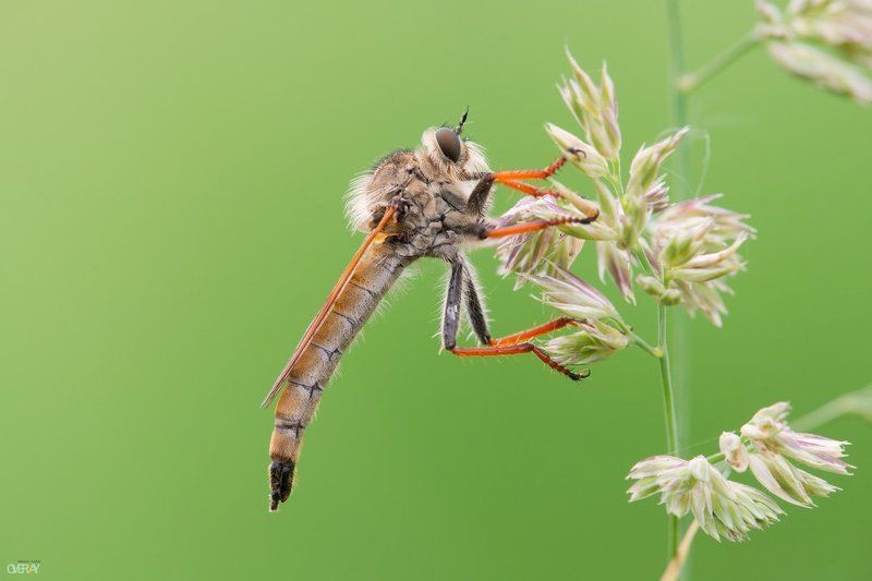 макро, лето, утро, ктырь Ктырь фото превью