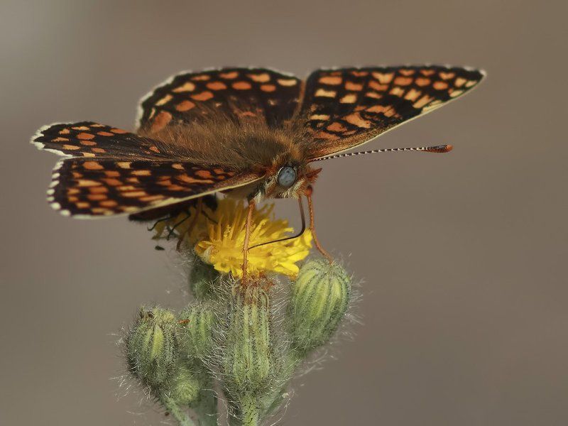 бабочка Melitaea фото превью