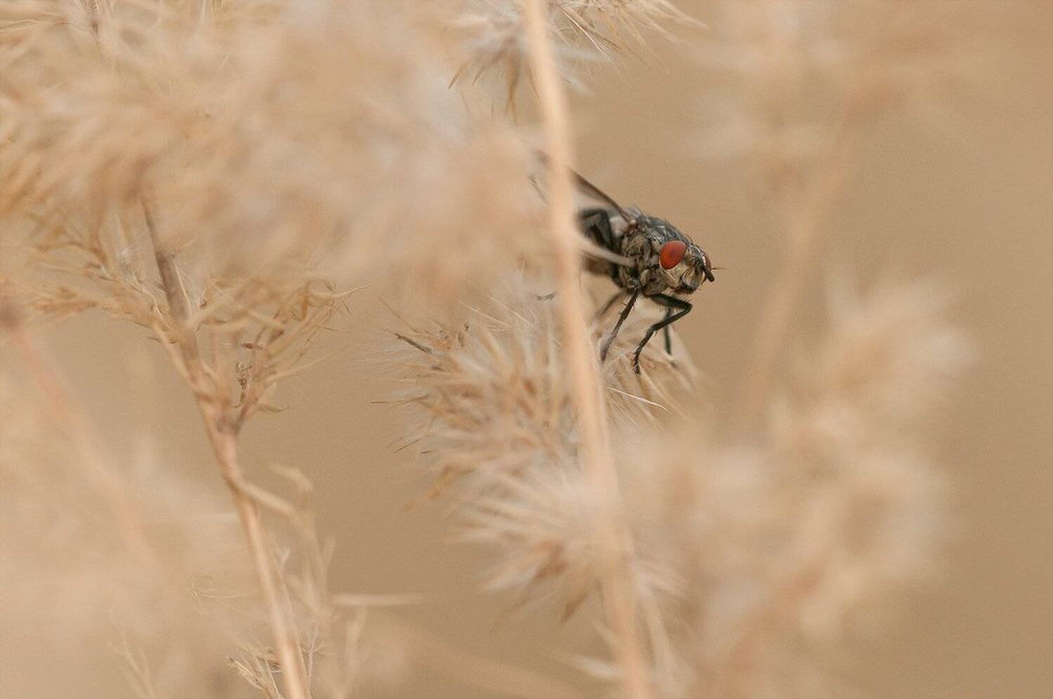 , Кузнецов Дмитрий