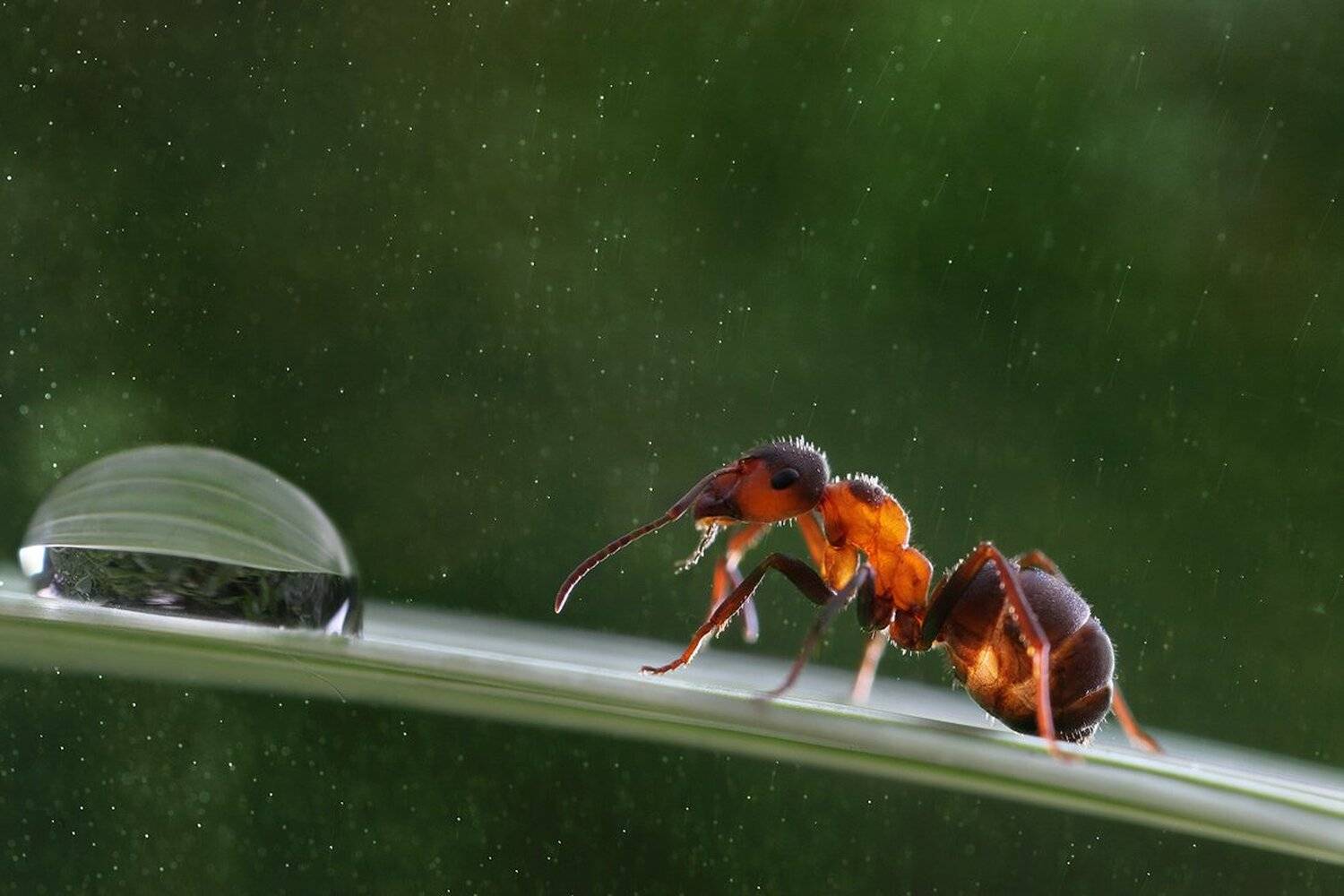 Rain. Автор: Вадим Трунов , Вадим Трунов