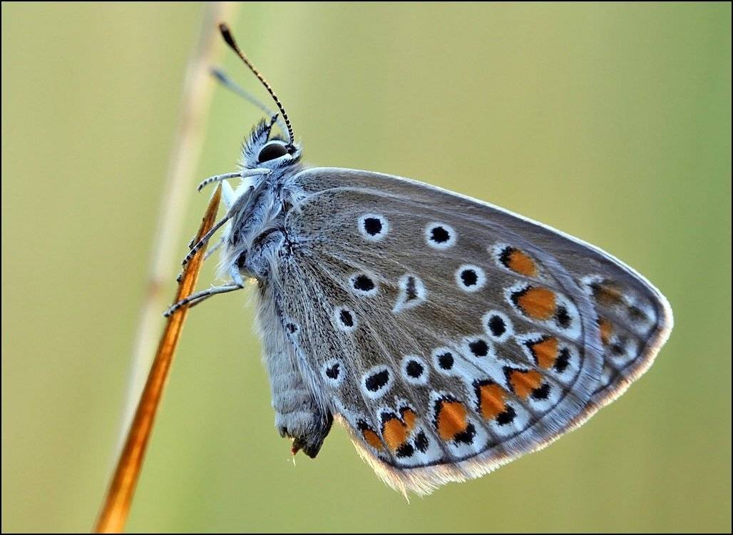 бабочка,макро,насекомые, Андрей Корочкин