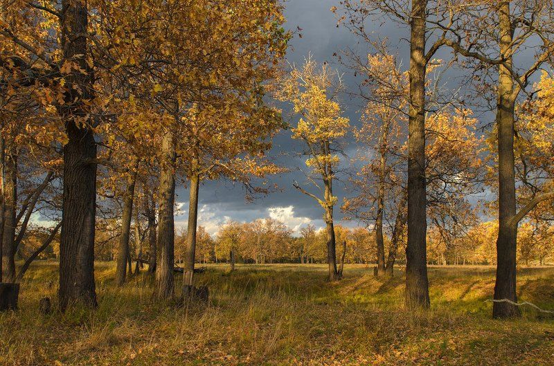 Про желтые листья фото превью