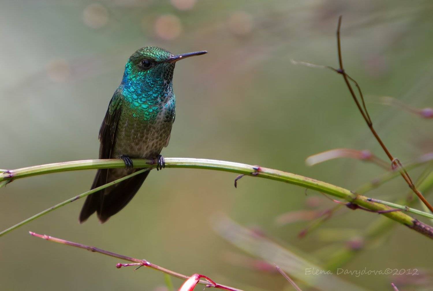 коричневохвостая амазилия, amazilia versicolor, птицы, бразилия, Елена Давыдова
