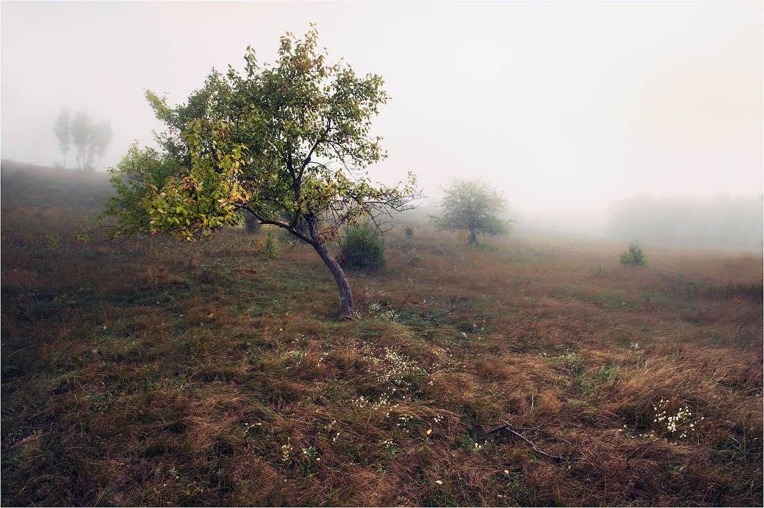 осень, утро, яблони, влажно, сыро, грустно, Кутыгин Эдуард