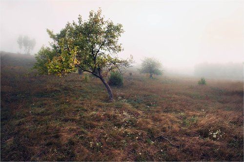 Осеннее утро в яблоневой роще