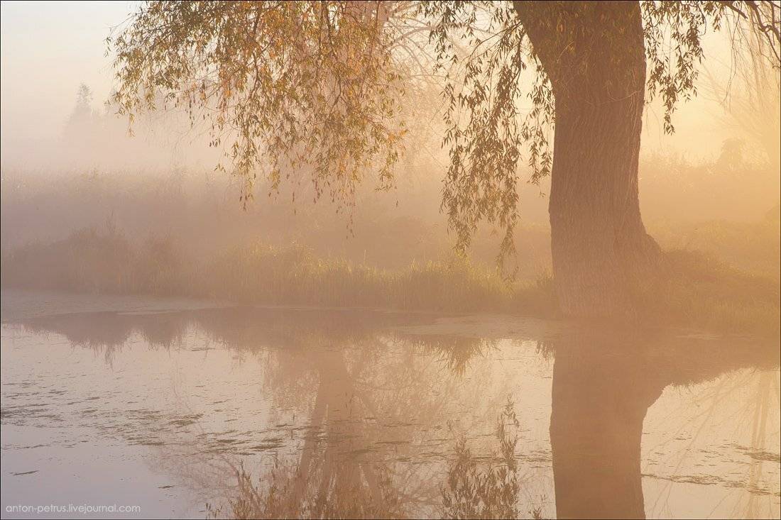осень,туман,рассвет,река,дерево, Антон Петрусь