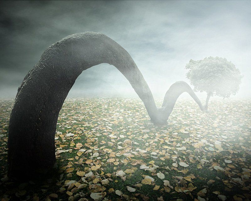 jumping tree фото превью