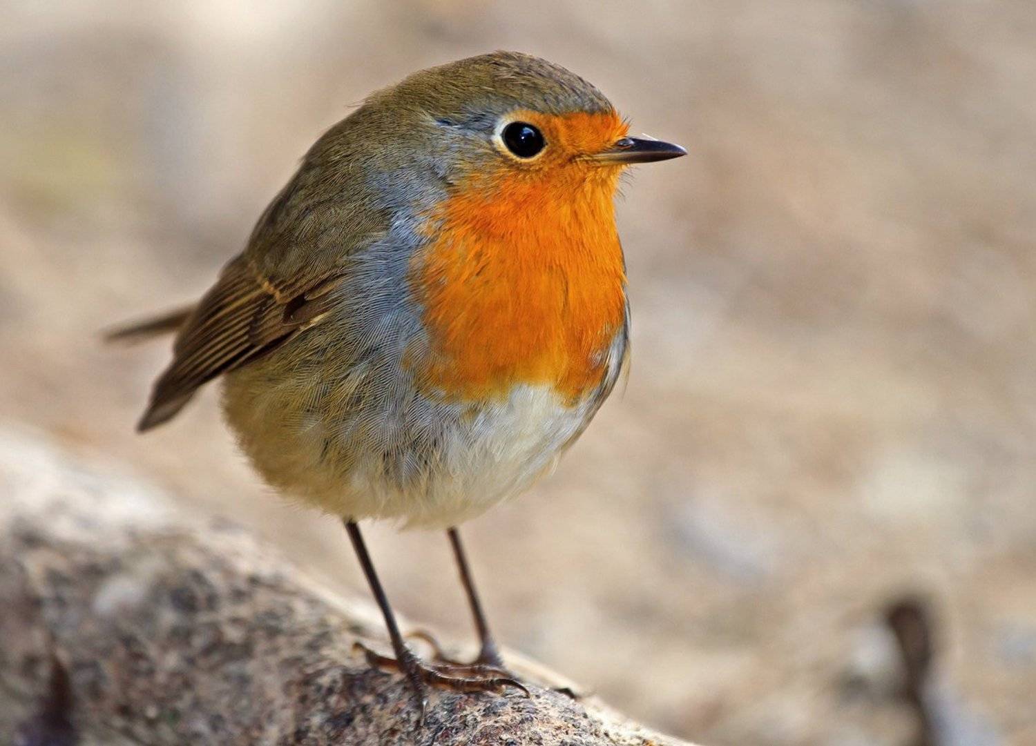 зарянка, erithacus rubecula, Николай Попов