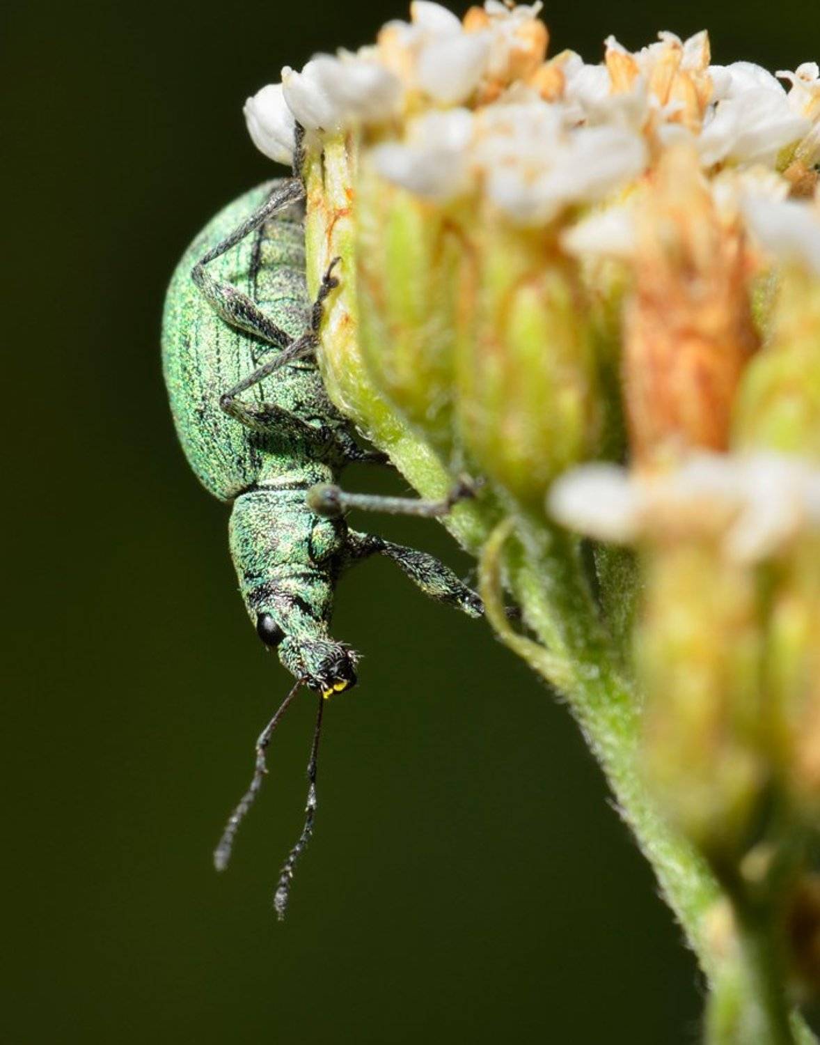 nikon, d7000, macro, kazakhstan, nature, curculionoidea, coleoptera, arthropoda, weevil, beetle, макро, долгоносик, жук, Эдуард Ким
