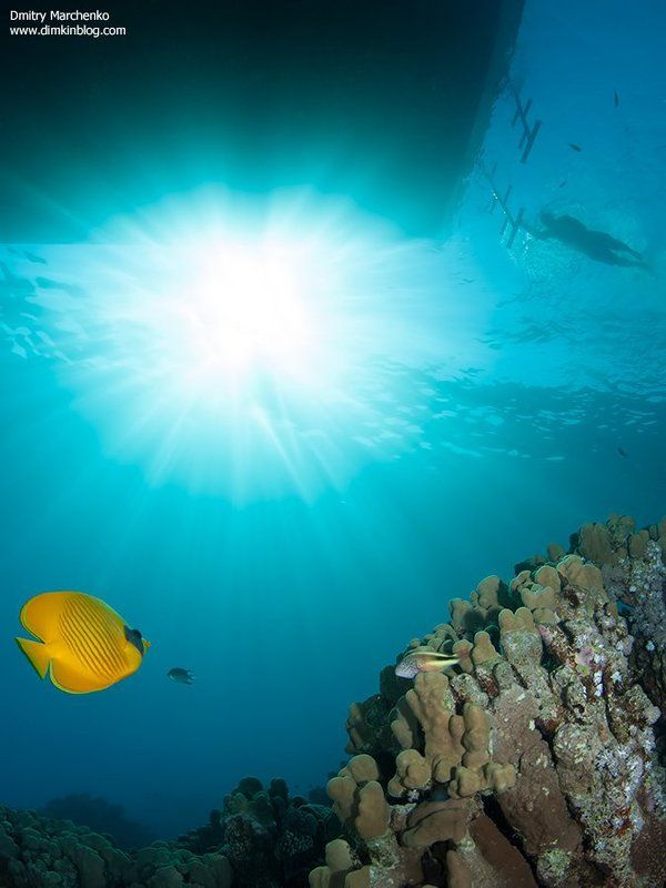 красное море,butterfly,рыба бабочка,underwater *** фото превью