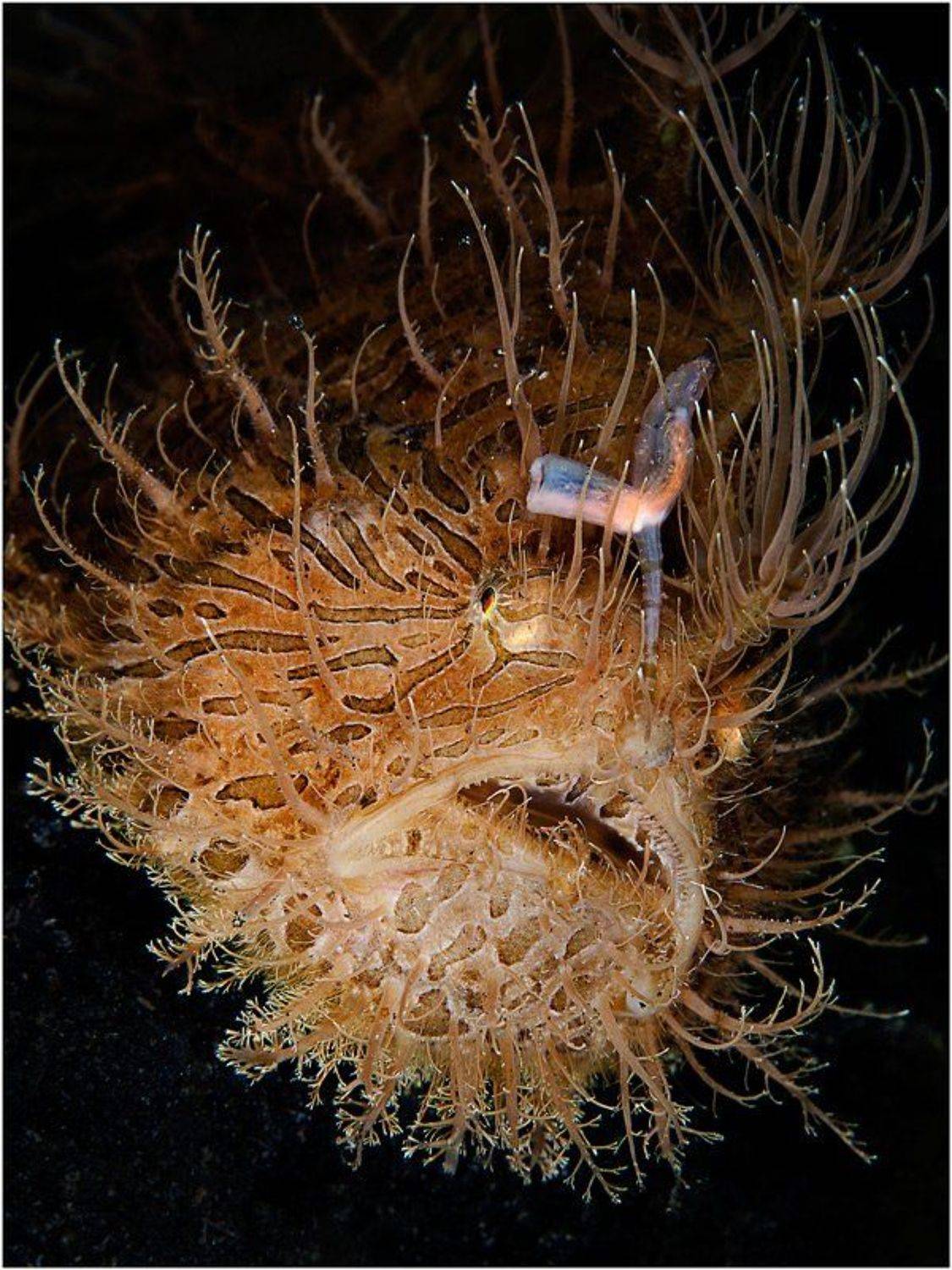 hairy frogfish, lembeh strait, north sulawesi, indonesia, Олег Федин