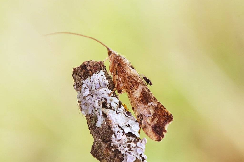 , Сергей Таланов