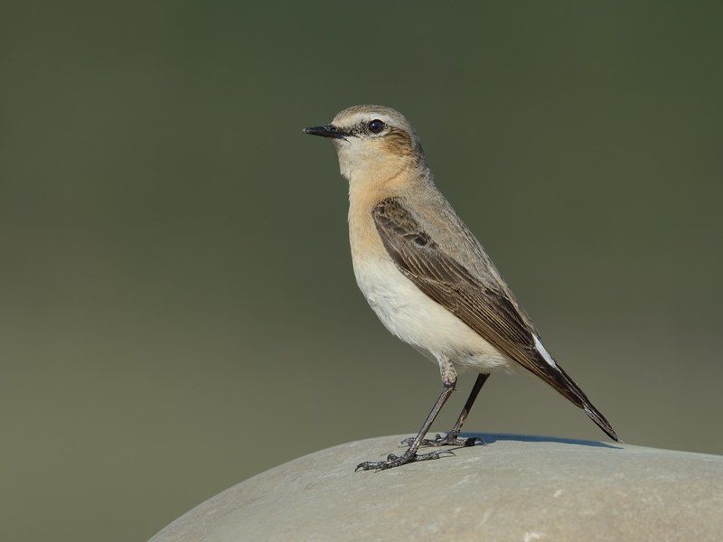 Каменка фото превью