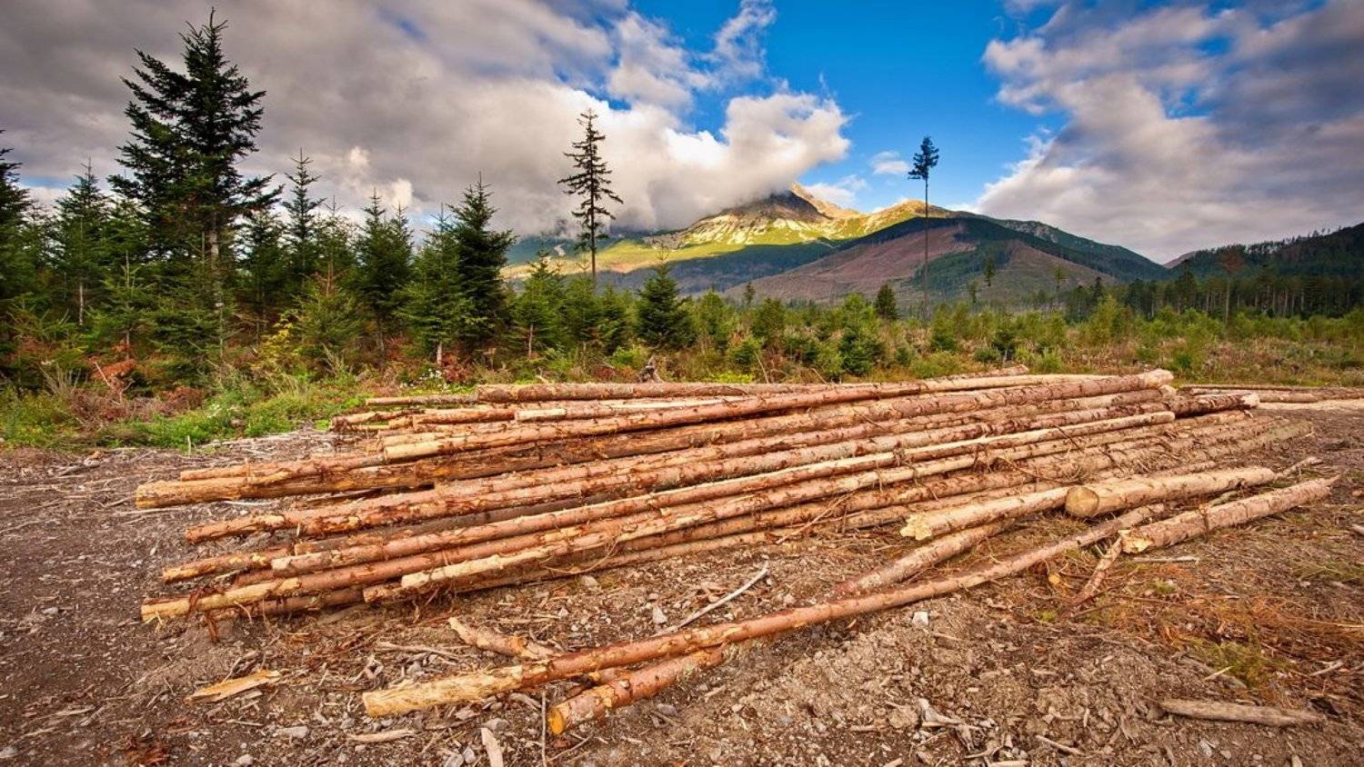 , Харланов Олександр