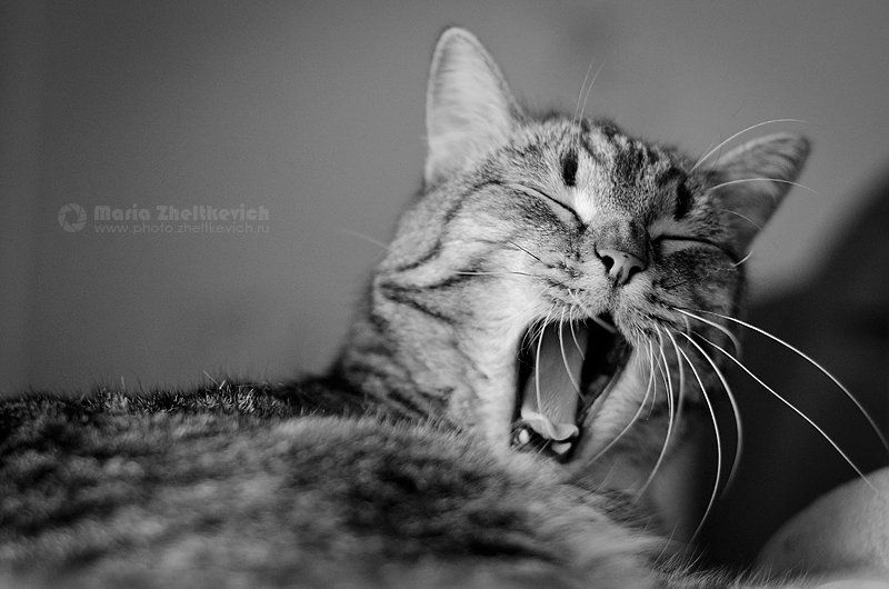 Тимофей фото превью