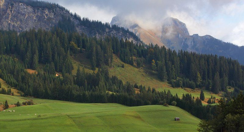 австрия, альпы про зелёные травы на альпийских лугах фото превью