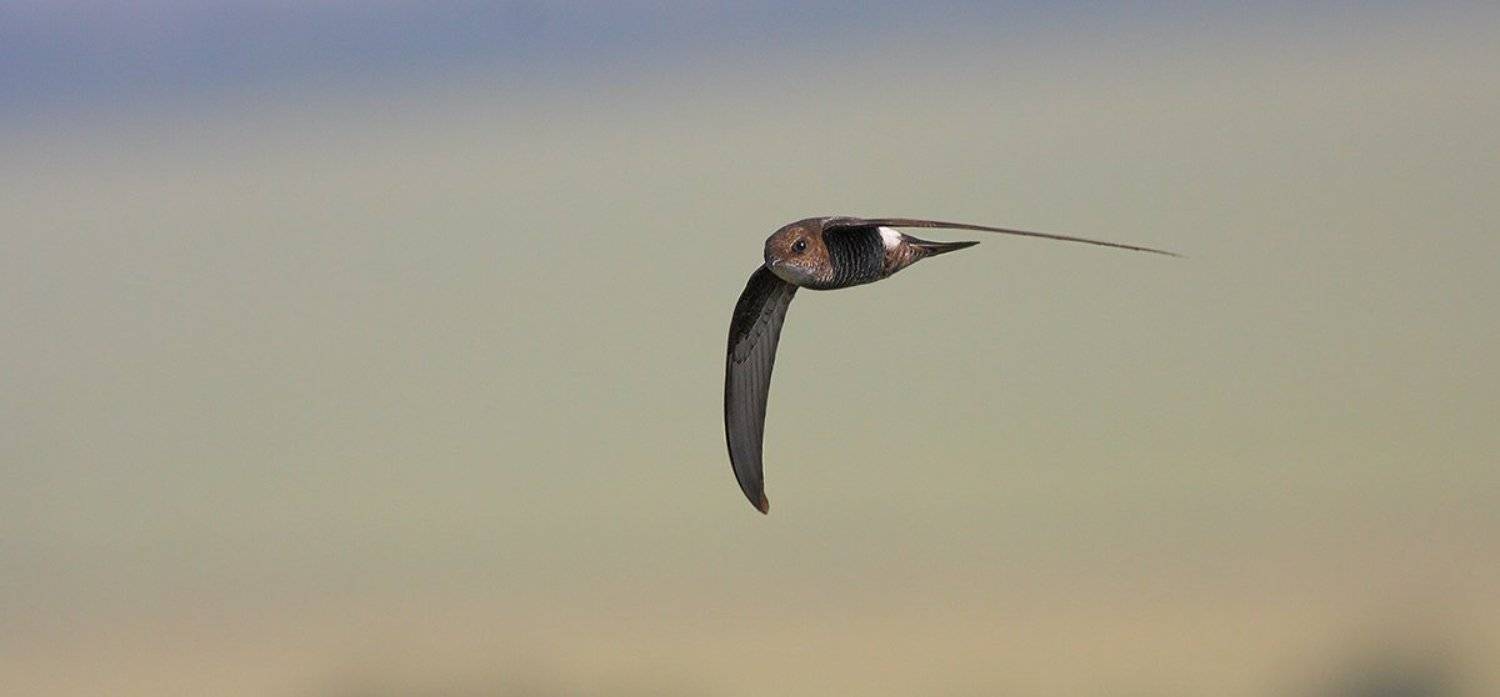 стриж, Эбель Алексей