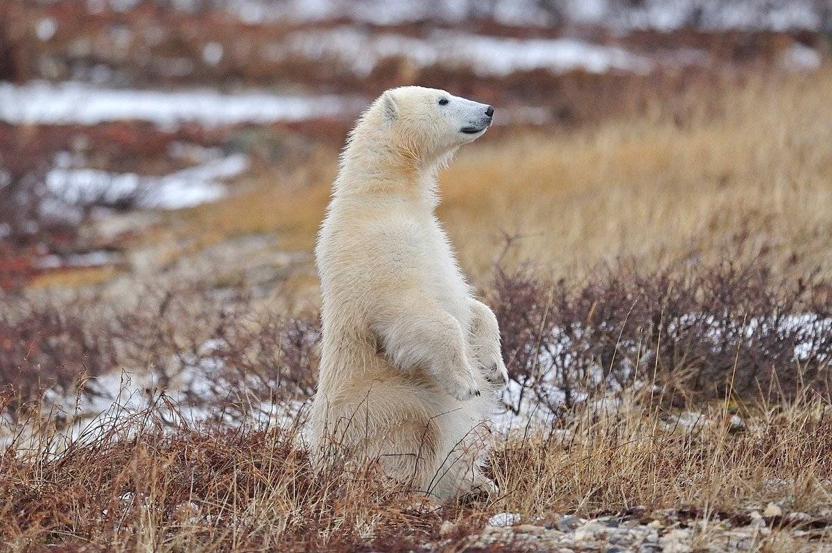, Алексей Тищенко
