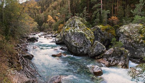 И на камнях растут деревья