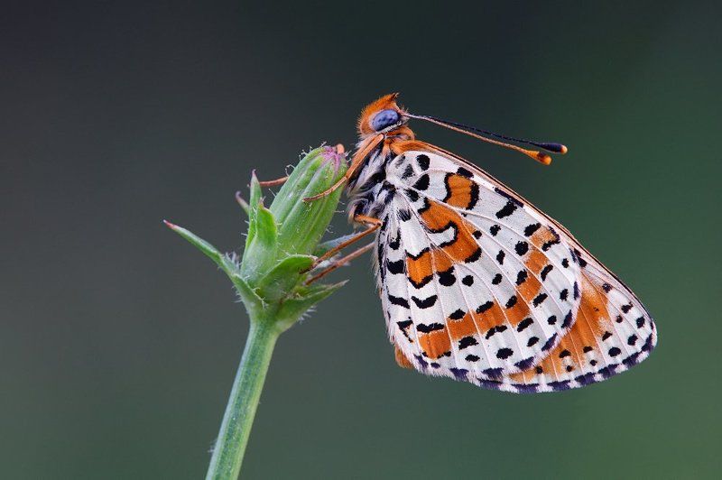 Melitaea didyma фото превью