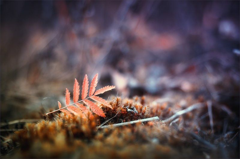 Сказочная осень фото превью